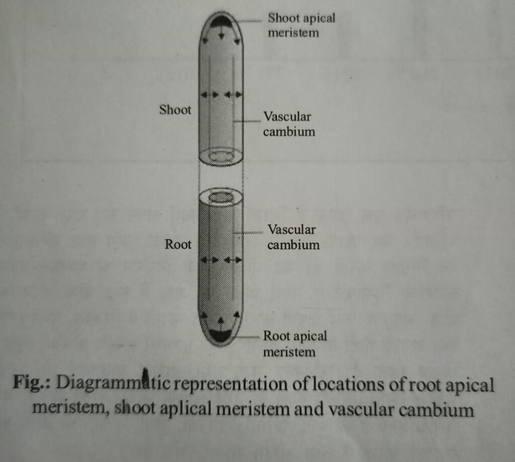representation of location of root apicals meristem, shoot aplical meristem and vascular cambium