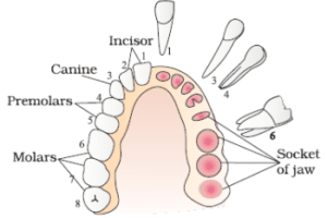 teeth | types of teeth