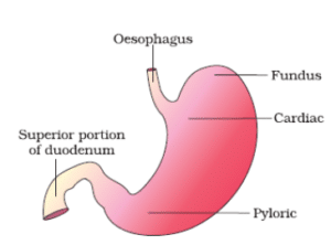 stomach | parts of stomach